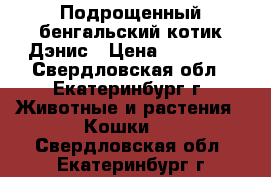 Подрощенный бенгальский котик Дэнис › Цена ­ 15 000 - Свердловская обл., Екатеринбург г. Животные и растения » Кошки   . Свердловская обл.,Екатеринбург г.